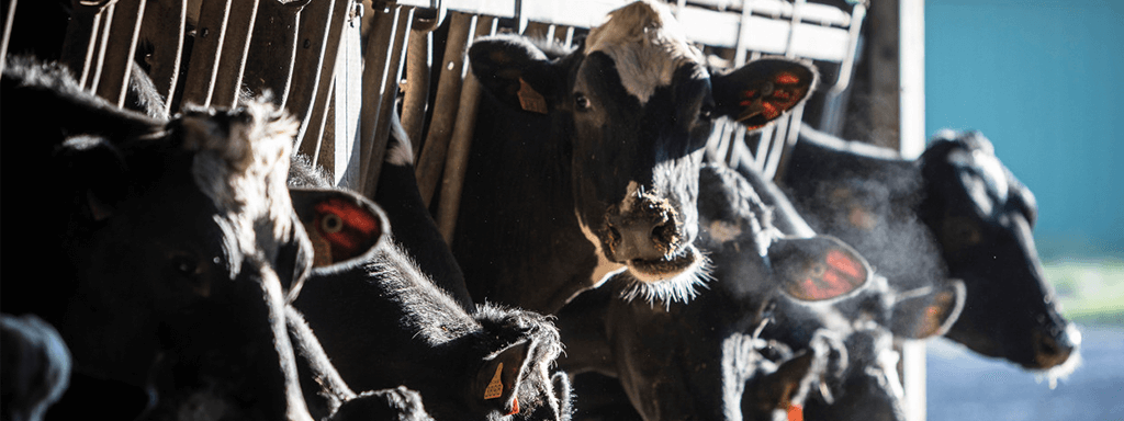 اهمیت بیولوژیکی نشخوار و استفاده از آن در سطح فارم