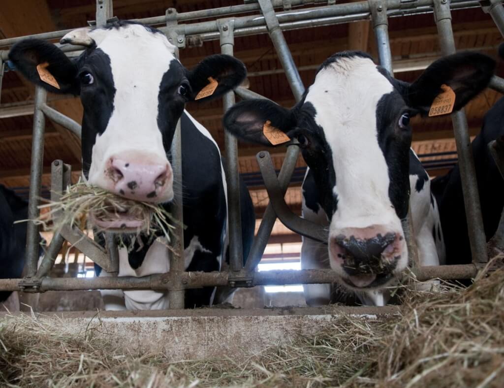 جایگاه یا محل هضم بهینه نشاسته کجاست؟