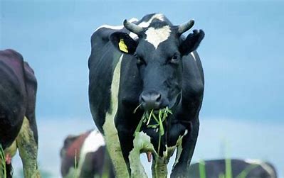 فیبر در جیره گاوها