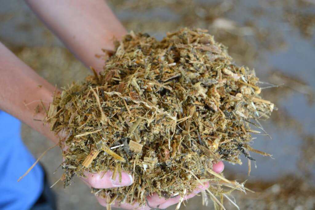 6 اشتباهی که معمولا در ساختن خوراک TMR رخ میدهد!