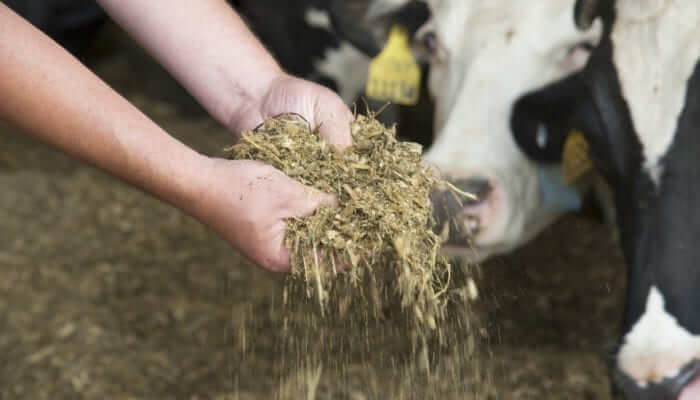 سوالاتی که باید از متخصص تغذیه خود بپرسید تا به آن‌ها پاسخ دهد.