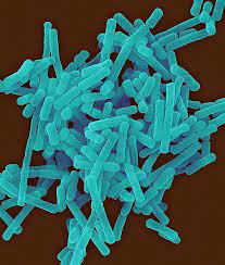 لاکتوباسیلوس بوچنری