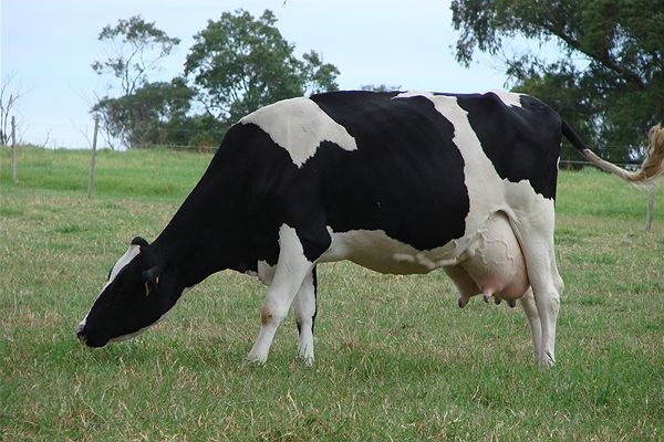 تاثیر متیونین بر ابقاء آبستنی