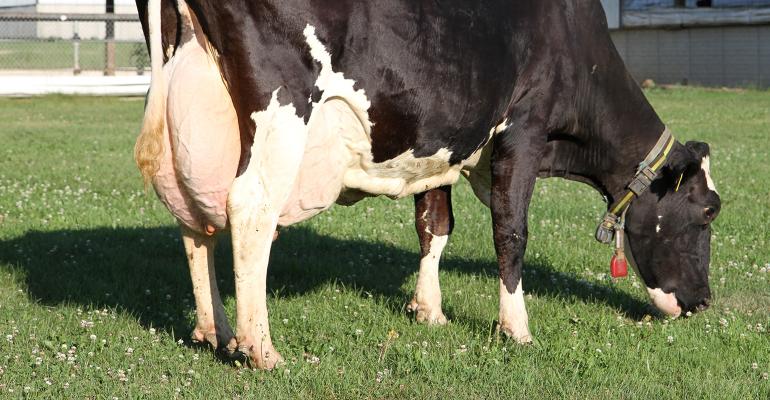 اهمیت NEFA، BHBA، MUN، و BUN در بررسی وضعیت گاوهای شیری