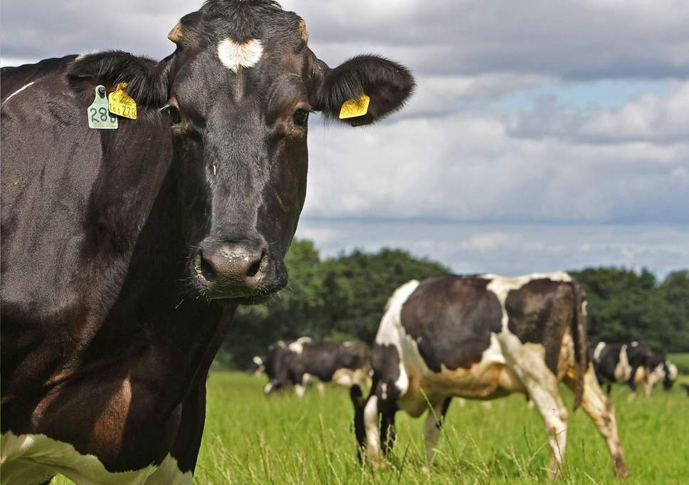 تغذیه گاوهای شیری با فول فت سویای حرارت دیده و تاثیر آن بر روی تولید شیر گاوهای شیری