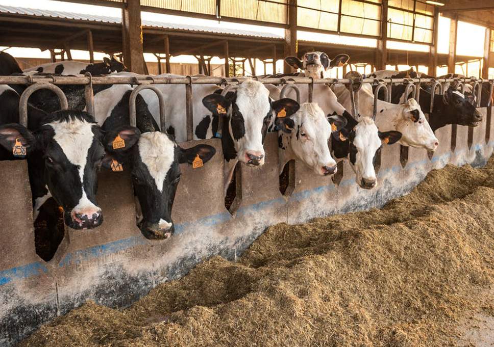 مکمل گاو خشک و تلیسه