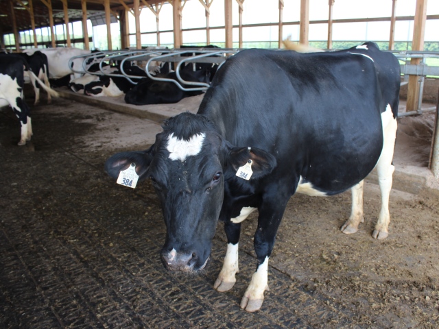 شیوه های مدیریت باروری و عملکرد گله های گاوهای شیری کانادا با استفاده از سیستم خودکار (مانیتورینگ)