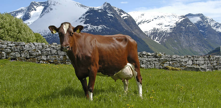 تأثیر ساكرومايسيس سرويزيه در پرورش دام