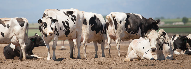 (BVD (Bovine Viral Diarrhea یک بیماری با اشکال مختلف