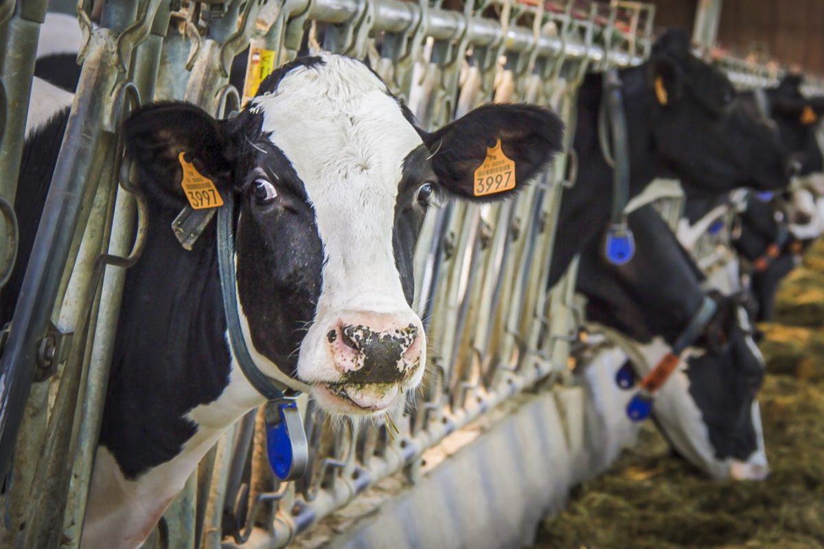 اثر سطوح مختلف مکمل ساکرومایسز سرویزیه بر روی عملکرد شیرواری گاوهای شیری در شرایط فصل تابستان و استرس گرمایی