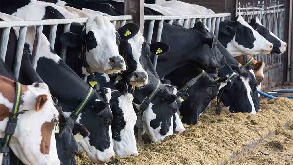 پاسخ گاوهای شیری به مکمل مخمر زنده در طی گرمای فصل تابستان