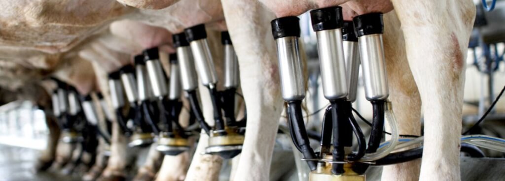 پیشگیری از افت ناگهانی ترکیبات شیر(پروتئین و چربی شیر) در تابستان