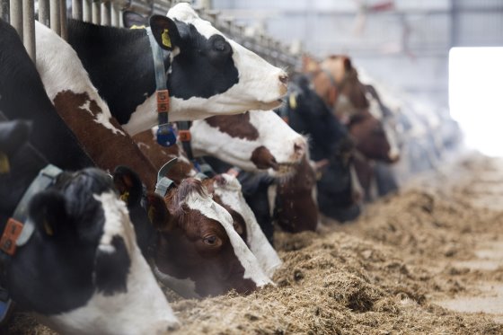 تاثیر مخمر ساکرومایسز سرویزیه سویه (CNCM-1077, Levucell SC20 (r) SC, Lallemand ) بر روی PH شکمبه و تخمیر میکروبی در گاوهای شیری