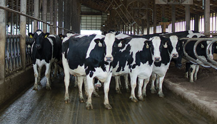 اهمیت و نقش مخمر زنده بر روی دام