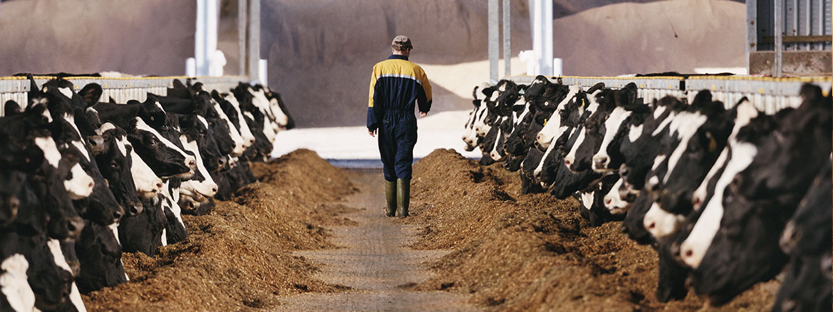 برخی توصیه های عملی خوراکی مناسب در جیره ها از وبینار اخیر هوردز دیری من