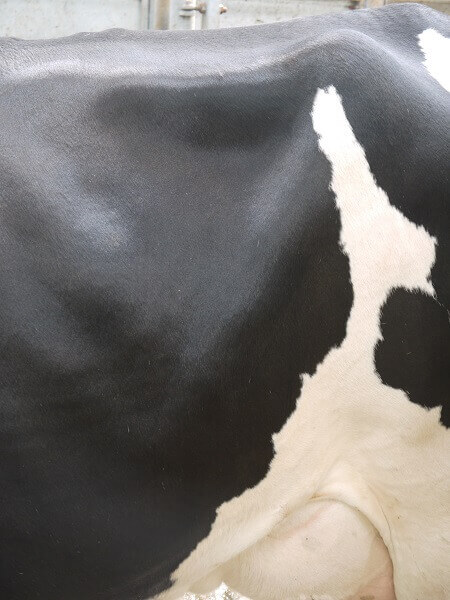 نحوه نمرهدهی پر شدگی شکمبه بعنوان شاخصی مفید در ارزیابی مقدار مصرف خوراک