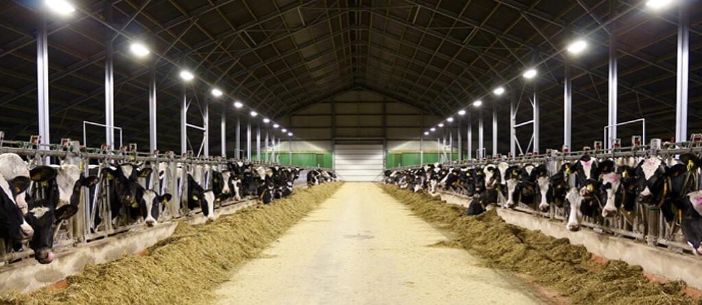 نوردهی برای تولید شیر بیشتر