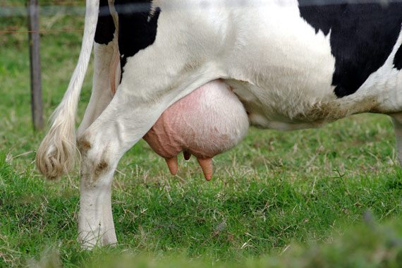 10 راه عملی در کاهش ورم پستان و بهبود کیفیت شیر با صرف کمترین وقت