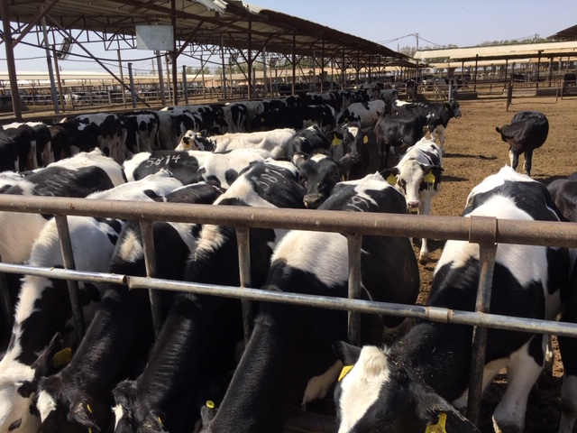 حل مشکل کاهش تولید شیر در گله (بخش دوم)