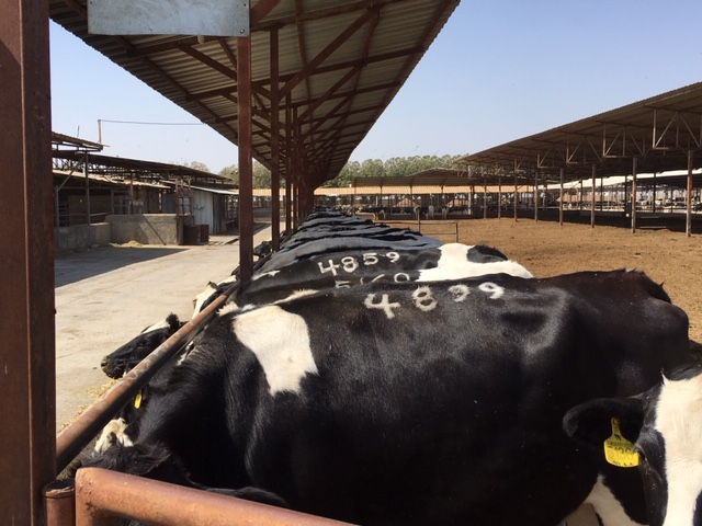 حل مشکل کاهش تولید شیر در گله (بخش اول)