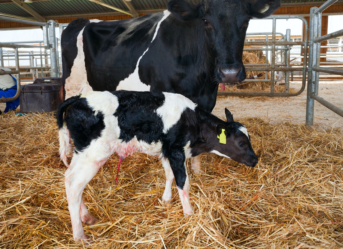 5 فاکتور کلیدی در مدیریت گاوها در دوره انتقال در دامداری های فری استال