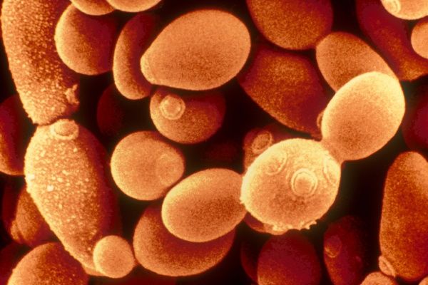 اهمیت مخمر زنده ساکارومایسس سرویزیه و مقایسه مخمر زنده و مخمر کشت شده