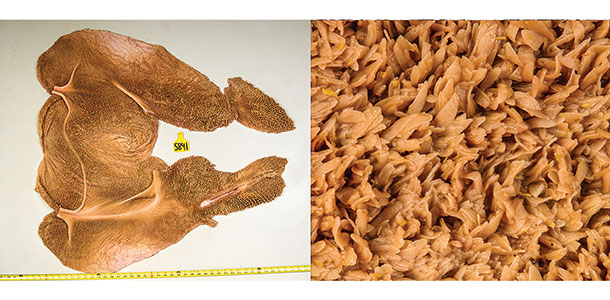 تاثیر سطح کنستانتره در دوره انتقال بر عملکرد و کیفیت پرزهای پاپیلای شکمبه در گاوهای شیری