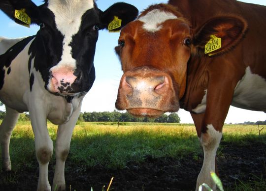 تبادل نظر فنی 3 : دلیل باروری پایین تلیسهها در برخی بازههای زمانی از سال چیست