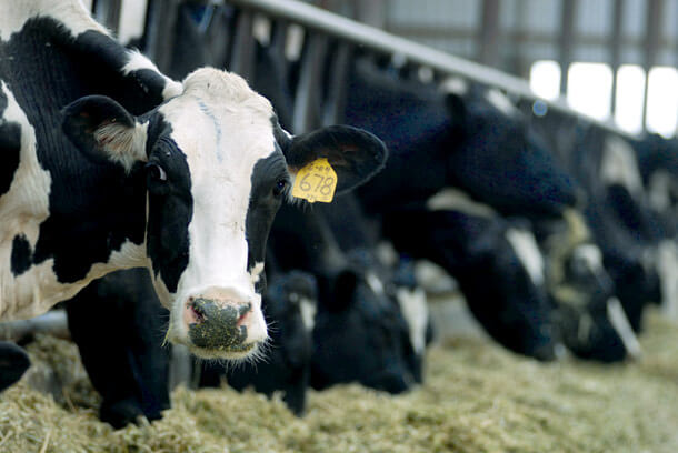 DCAD (تفاوت کاتیون-آنیون جیره)