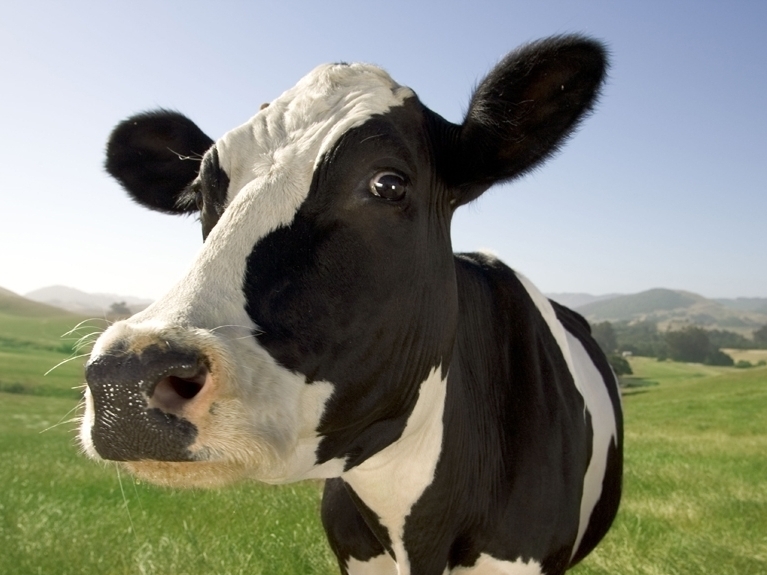 استانداردهای طلائی برای تلیسه های در حال رشد