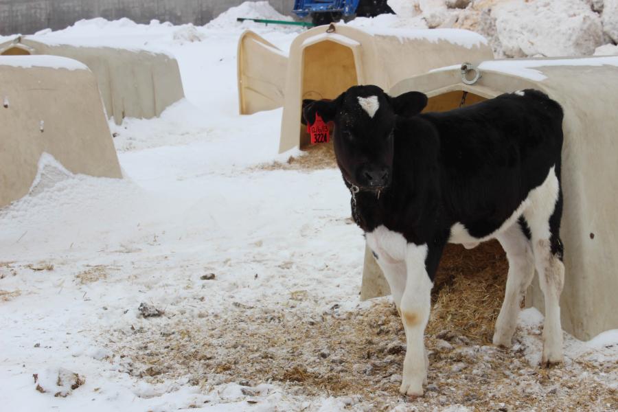 آب و هوای سرد مانع رشد گوساله ها می شود