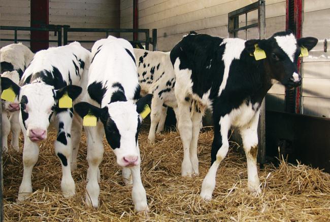 آیا اندازه گروه در پرورش گوساله اهمیت دارد؟