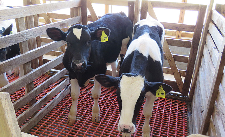 دو رأس بهتر از یکی است