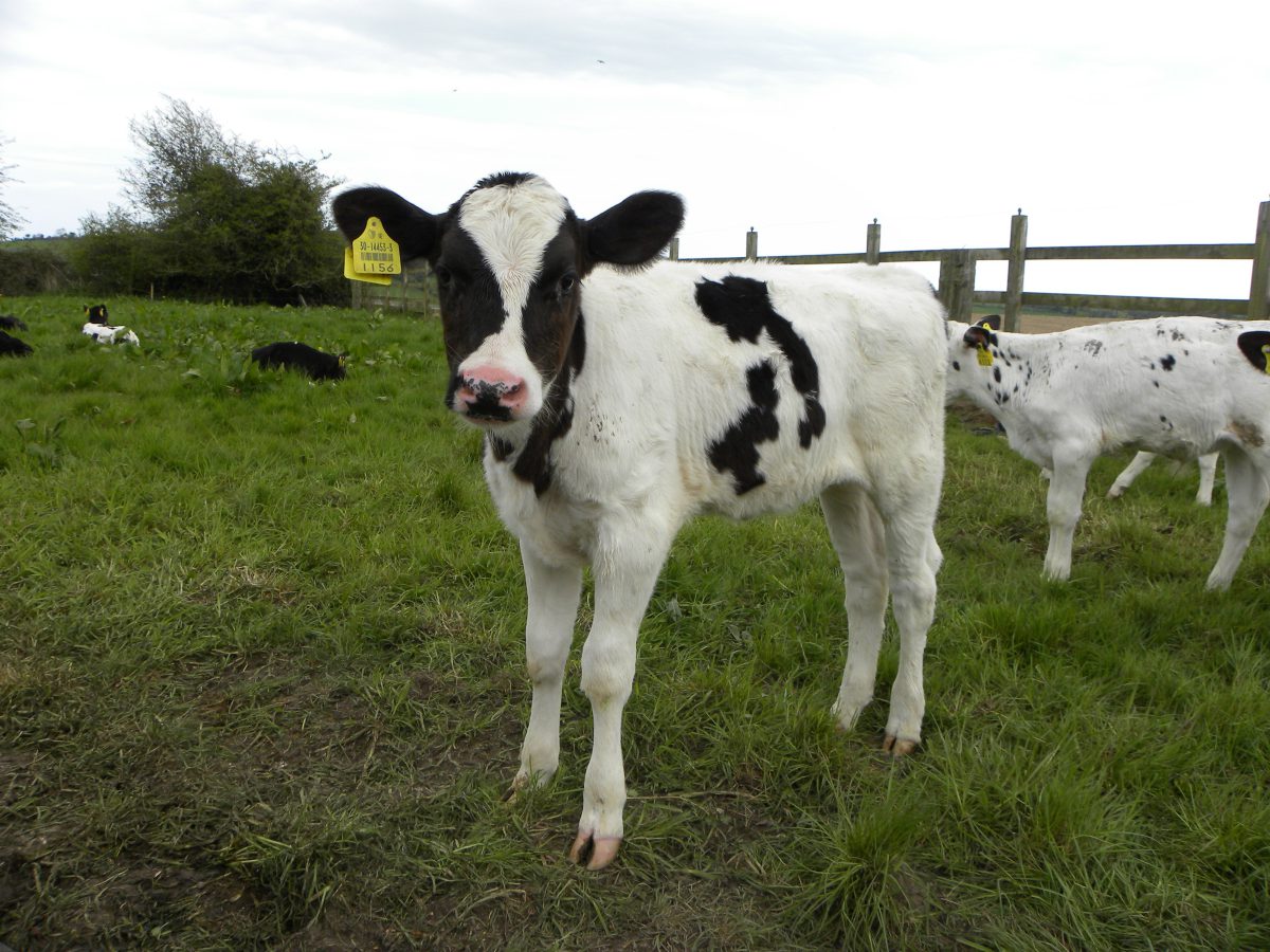 اهمیت توجه به پرورش گوساله و تلیسه در سودآوری گله