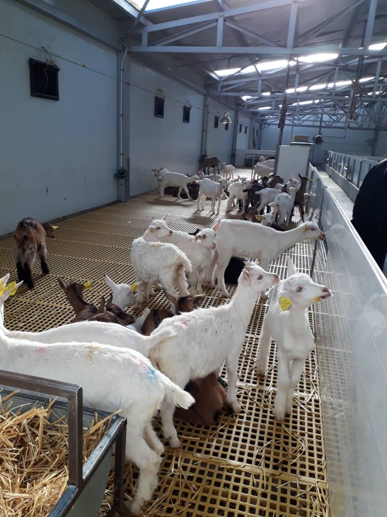 خلاصه وبینار به روز کردن داده های پرورش گوساله توسط دکتر رابرت جِیمز