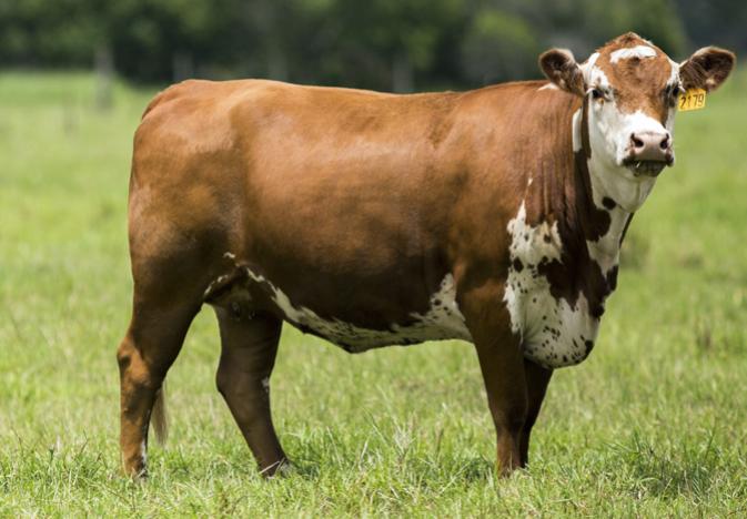 این فارم در نرخ آبستنی تلیسه ها فوق العاده بوده است