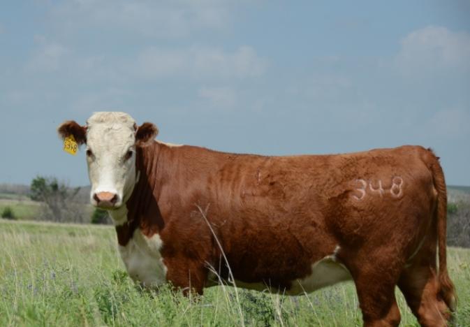 اطلاعات جدید در مورد نیازهای پروتئین و جیره نویسی برای گوساله های شیری و تلیسه ها از NRC 2001