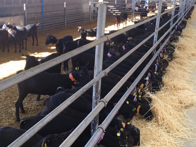 محدودیت مصرف خوراک و ظرفیت شکمبه در تلیسه های جایگزین