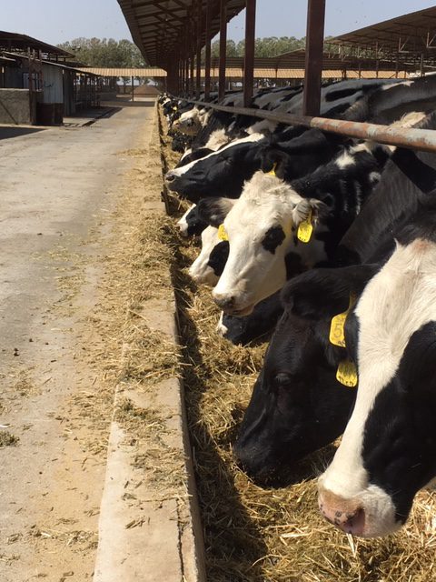 تغذیه محدود و دقیق در جیره تلیسه (تغذیه تلیسه ها)