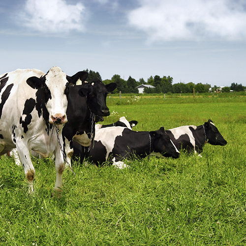 خلاصه ای از سمینار Hoard’s Dairyman با موضوع تغذیه گاو در دوره انتقال