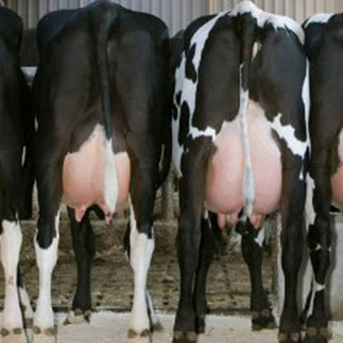 اثر طول دوره خشکی و سطح کنسانتره جیره پس از زایمان بر روی تولید شیر، تعادل انرژی و متابولیت پلاسمای گاوهای شیری در دوره خشکی تا اوایل شیردهی (انتقال)