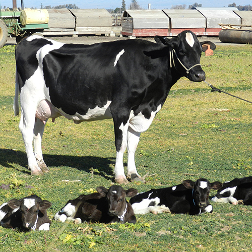 نکاتی در اهمیت و نحوه مدیریت گاو تازه زا