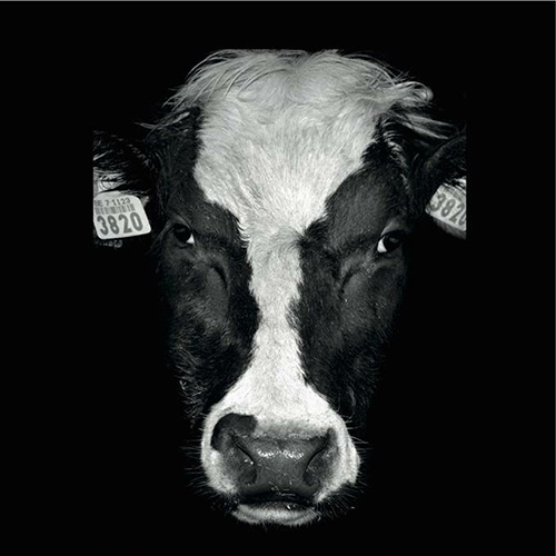 پاسخ متابولیکی گاوهای شیری به تنش گرمایی (استرس گرمایی) در اواخر دوره شیرواری