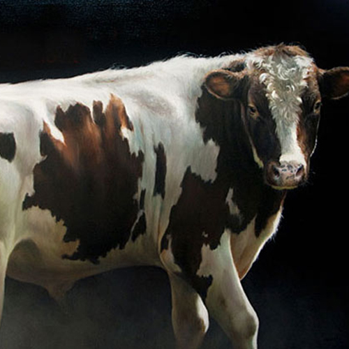 5 فاکتور کلیدی در مدیریت گاوهای دوره انتقال در دامداری های فری استال