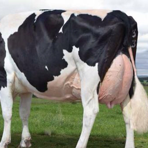 تغذیه را برای مشکلات گاو تازه زا مقصر ندانید