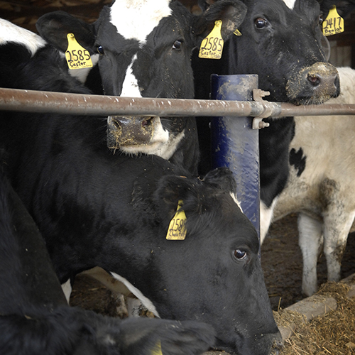 بهبود تشخیص و درمان متریت برای افزایش عملکرد