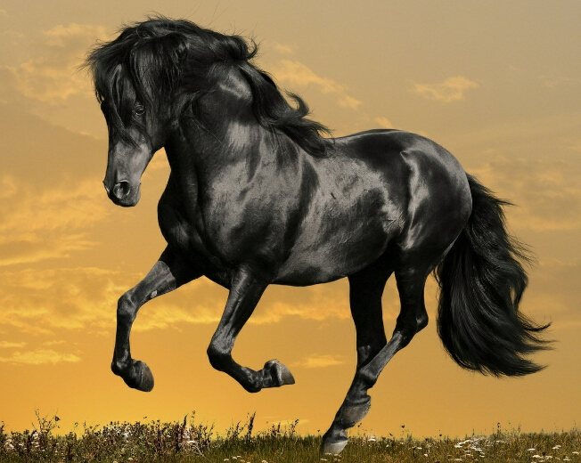 بهبود وضعیت خشکی پوست و پوشش اسب ها با تغذیه مناسب