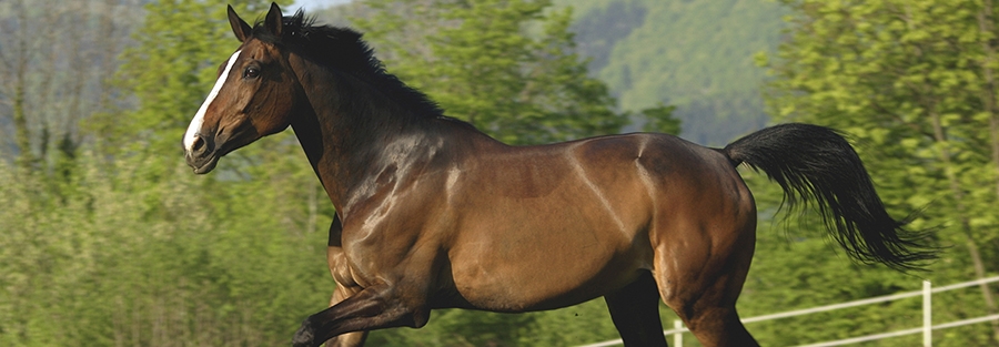 تغذیه اسب به منظور افزایش وزن