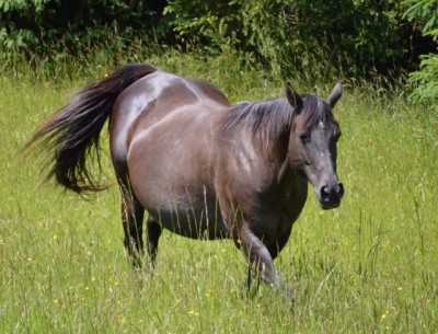 تغذیه مادیان در انتهای دوره آبستنی