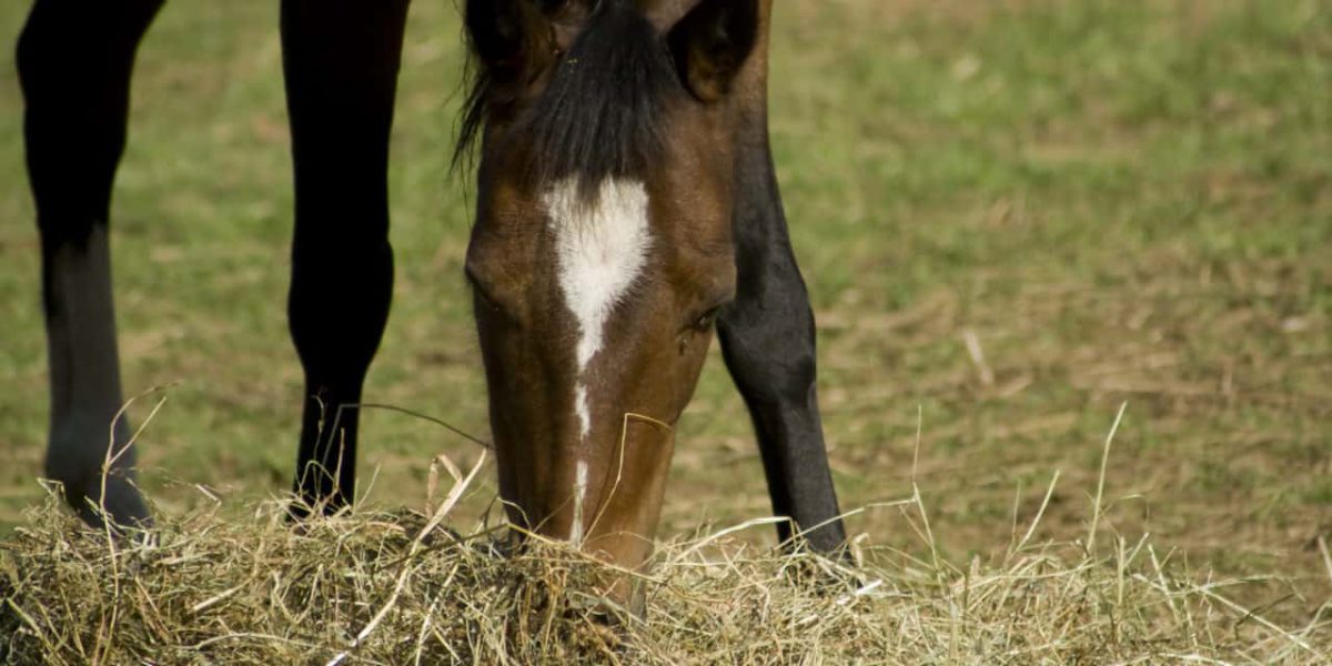 علوفه مورد نیاز در تغذیه اسب